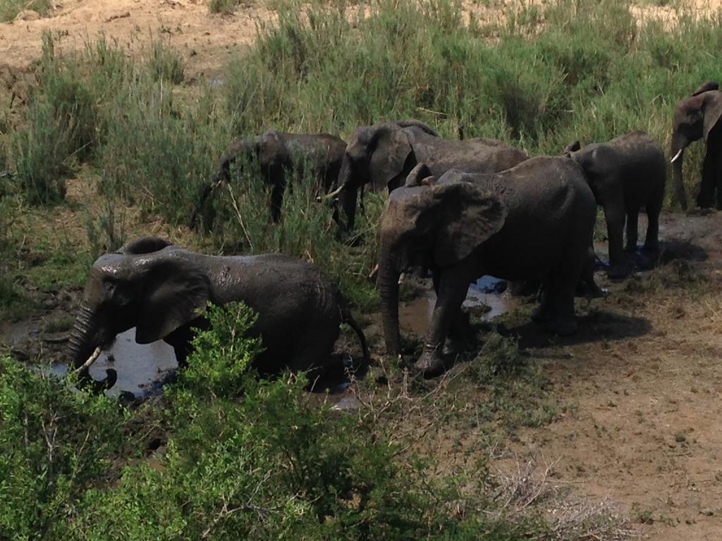 Sweni Lodge 91 Mjejane Kruger Park Hectorspruit Kültér fotó
