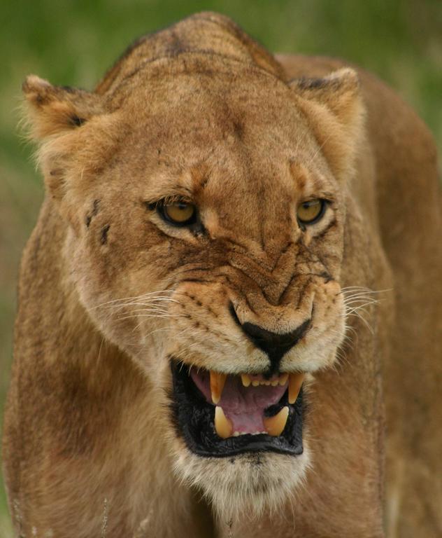 Sweni Lodge 91 Mjejane Kruger Park Hectorspruit Kültér fotó