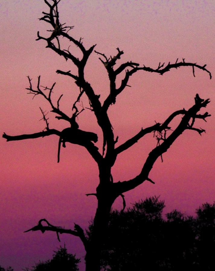 Sweni Lodge 91 Mjejane Kruger Park Hectorspruit Kültér fotó